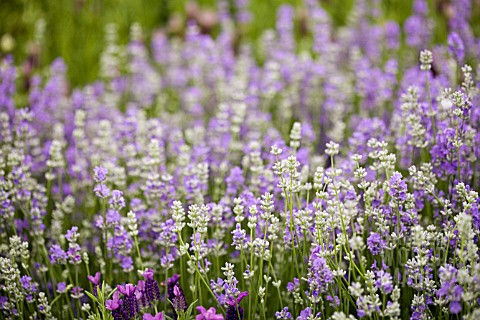 LAVANDULA_ANGUSTIFOLIA_GRANNYS_BOUQUET