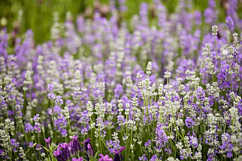 LAVANDULA_ANGUSTIFOLIA_GRANNYS_BOUQUET