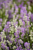 LAVANDULA ANGUSTIFOLIA GRANNYS BOUQUET