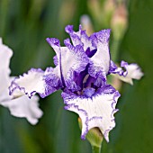 IRIS ORINOCO FLOW