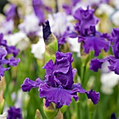 IRIS PHIL KEEN