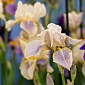 IRIS CLEO MURRELL