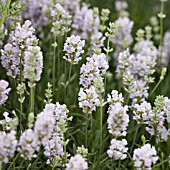 LAVANDULA ANGUSTIFOLIA BLUE MOUNTAIN WHITE