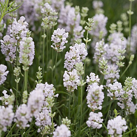 LAVANDULA_ANGUSTIFOLIA_BLUE_MOUNTAIN_WHITE