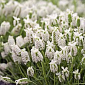 LAVANDULA STOECHAS FORMA LEUCANTHA