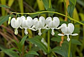 DICENTRA SPECTABILIS ALBA