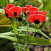 PAPAVER LADY BIRD