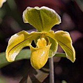 PAPHIOPEDILUM, ORCHID