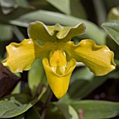 PAPHIOPEDILUM, ORCHID