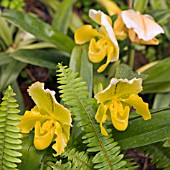 PAPHIOPEDILUM, ORCHIDS