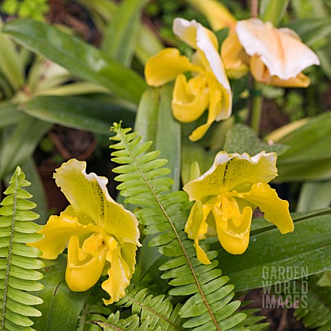 PAPHIOPEDILUM_ORCHIDS