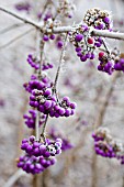 CALLICARPA BODINIERI PROFUSION