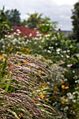 MISCANTHUS IN DOROTHY CLIVE GARDEN