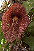 ARISTOLOCHIA GIGANTEA, DUTCHMANS PIPE