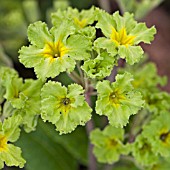 PRIMULA FRANCISCA