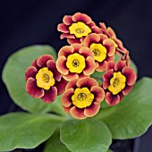 PRIMULA AURICULA TOM BAKER