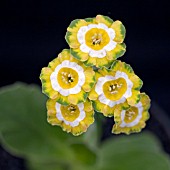 PRIMULA AURICULA SPRING MEADOWS