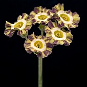 PRIMULA AURICULA FAUX PAS