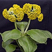 PRIMULA AURICULA GOOGIE