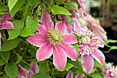 CLEMATIS JOSEPHINE