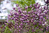 WISTERIA FLORIBUNDA BLACK DRAGON