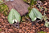 ASARUM MINAMITANIANUM