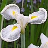 IRIS ENSATA ALBA