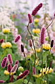 SANGUISORBA MENZIESII