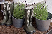 WELLIE BOOTS AND LAVENDER