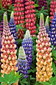 LUPINS MIXED