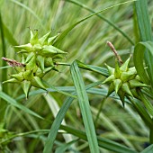 CAREX GREYII