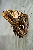 OWL BUTTERFLY,  UNDERSIDE