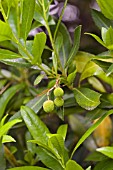 ARBUTUS UNEDO, STRAWBERRY TREE