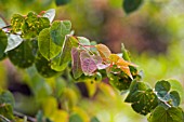 CERCIDIPHYLLUM JAPONICUM, KATSURA TREE