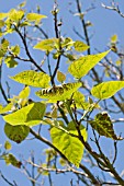 PAULOWNIA TOMENTOSA, FOXGLOVE TREE