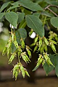 STAPHYLEA COLCHICA, BLADDER-NUT