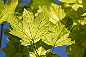 ACER PSEUDOPLATANUS BRILIANTISSIMUM, SYCAMORE