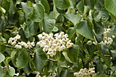 STYRAX HEMSLEYANA, SNOWBELL