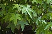 LIQUIDAMBAR STYRACIFLUA, SWEET GUM