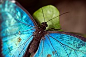 BLUE BUTTERFLY