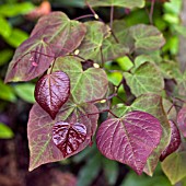 CERCIS CANDENSIS, FOREST PANSY