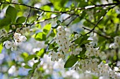 HALESIA CAROLINA, (SNOWDROP TREE)