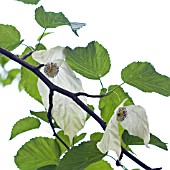 DAVIDIA INVOLUCRATA, HANDKERCHIEF TREE