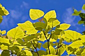 CATALPA BIGNONIOIDES AUREA, GOLDEN INDIAN BEAN TREE