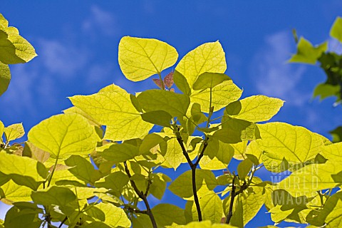 CATALPA_BIGNONIOIDES_AUREA_GOLDEN_INDIAN_BEAN_TREE