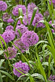 ALLIUMS AFTER THE RAIN