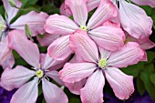 CLEMATIS AI-NOR