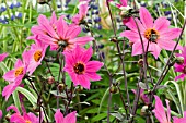 DAHLIA MAGENTA STAR