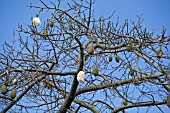 CEIBA SPECIOSA, BRAZILIAN KAPOK TREE, PINK FLOSS SILK TREE