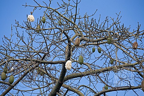 CEIBA_SPECIOSA_BRAZILIAN_KAPOK_TREE_PINK_FLOSS_SILK_TREE